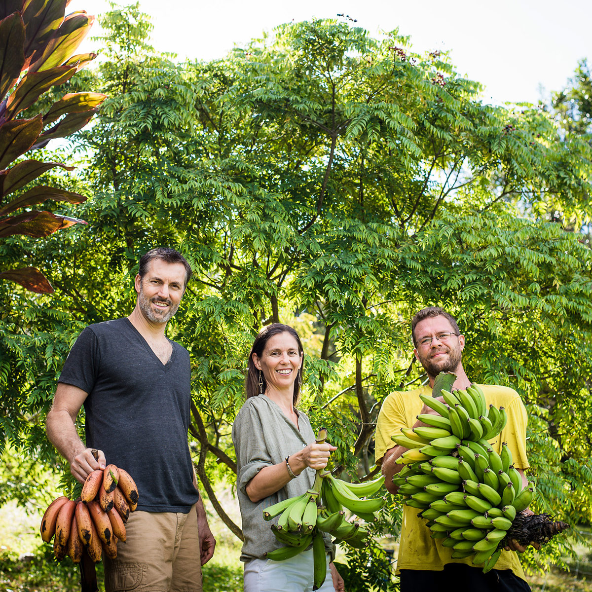 Posing with some of the bananas recollected at Honaunau Farm